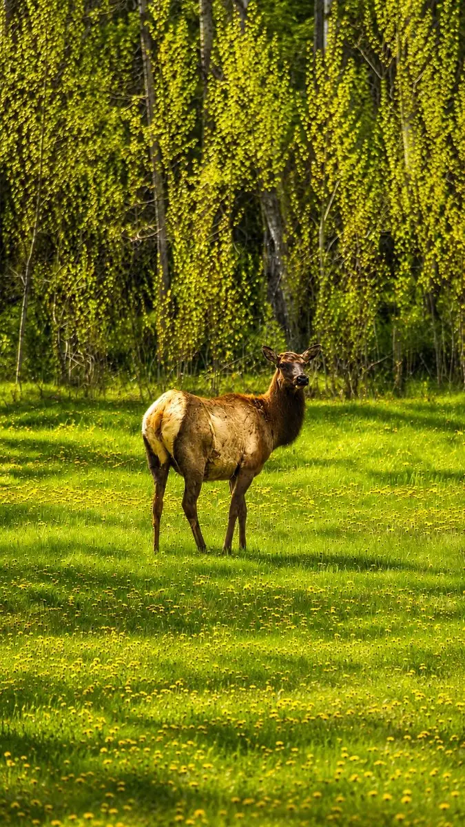 Elk in Northern Michigan near Pigeon River Country